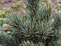 Pinus parviflora Kin-po IMG_1565 Sosna drobnokwiatowa